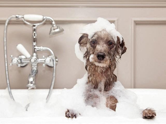 ASPIRE APARTMENTS, 2725 Pavilion Parkway, Tracy, CA - RENTCafé