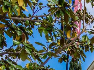 Community Monument Sign Apartments for rent in Oceanside, Ca l Piazza D Oro Townhomes