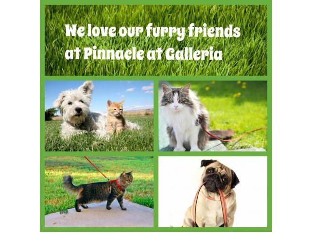 PINNACLE AT GALLERIA | Apartments | Events