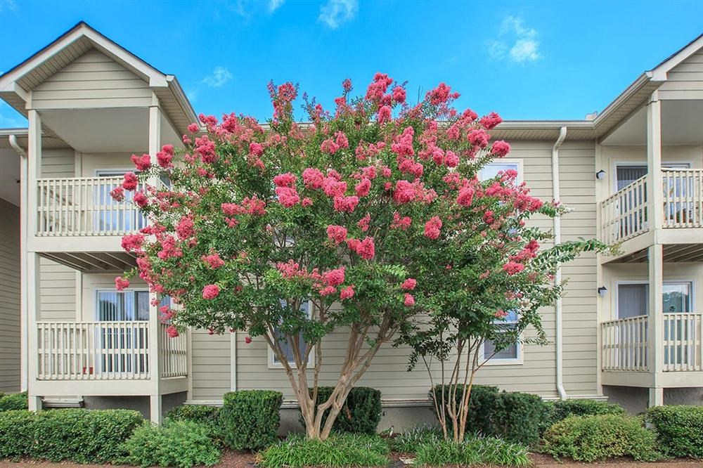 a tree with pink flowers in front of an apartment building