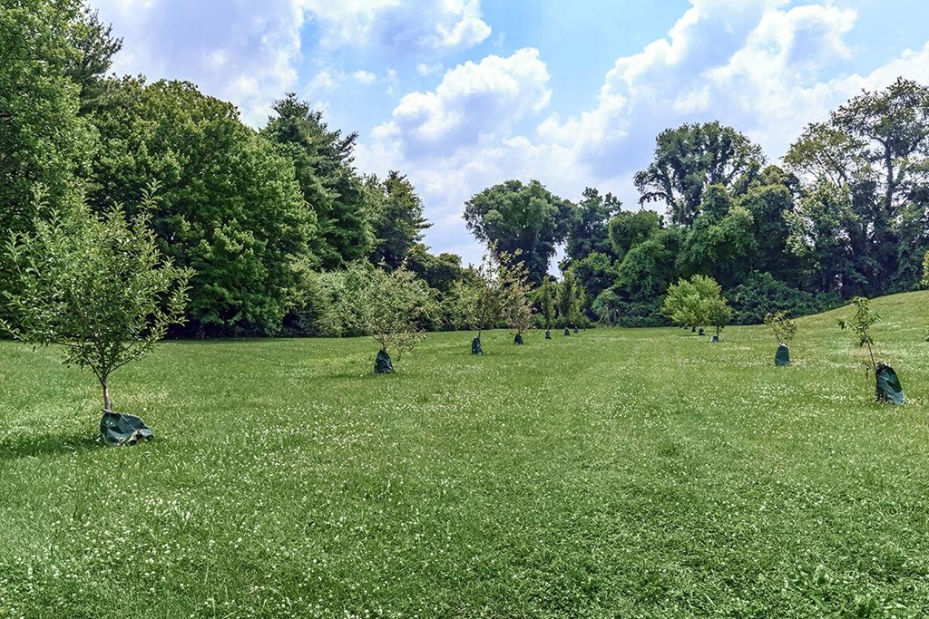 a field of grass with trees in the background