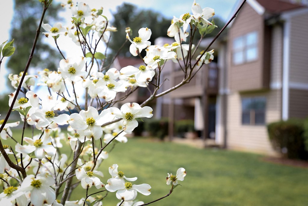 a tree with white flowers in front of a house