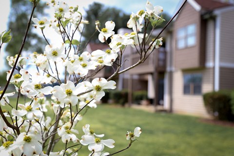 a tree with white flowers in front of a house