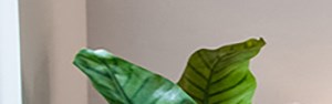 River House Custom Page