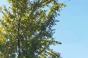 Walton Ridge | Luxury Apartments | Marietta, GA