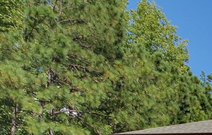Pet Friendly Apartments Raleigh Nc Pet Friendly Apartments Raleigh Nc