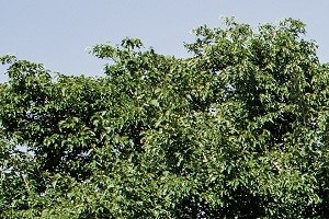 Apartments In El Paso Tx Cantera Apartments