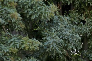 Westerly Shores Beautiful Landscape Sidewalk and Apt View Westerly Shores Oxnard CA 93033 - Photo Gallery 2
