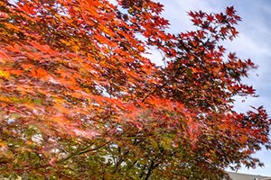 Path to buildings l Eaton Village Apartments in Chico CA - Photo Gallery 4