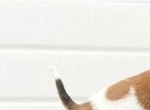 We love our cats and dogs. Dog Park Available for our Canine Friends