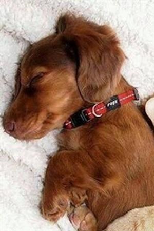 Dogs and Cats Welcome-Friendly Pets
