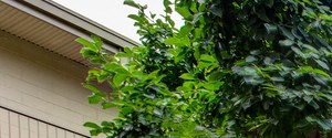 Apartments In Tuscaloosa Al Walk To Campus From Canterbury
