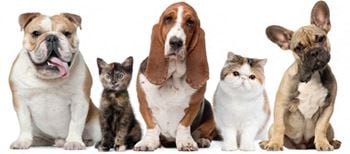 Pet Friendly!