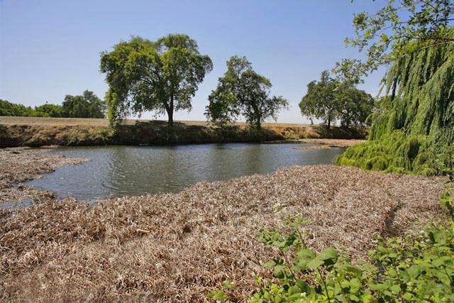 Nature nearby Harbor Isle apts in Stockton, CA