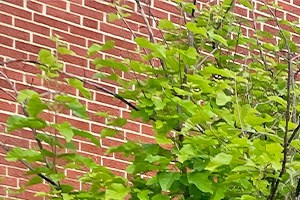 A tree in a grassy area in front of a red brick building.