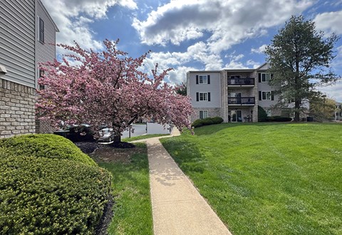 a sidewalk leading to an apartment building with a flowering tree
