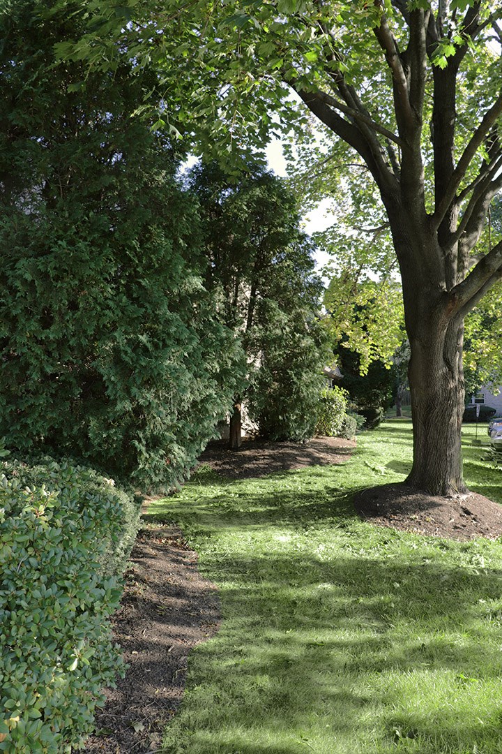 a tree lined path in a park