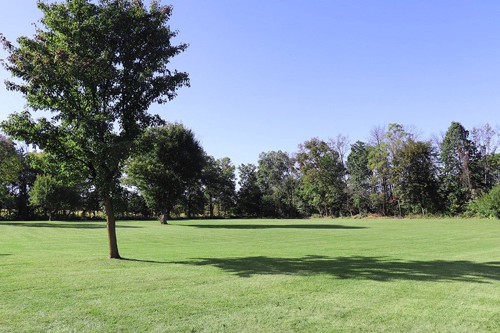 a tree in the middle of a grass field