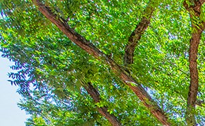 a park with trees and benches