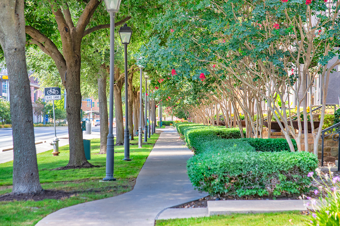 a tree lined sidewalk on a city street