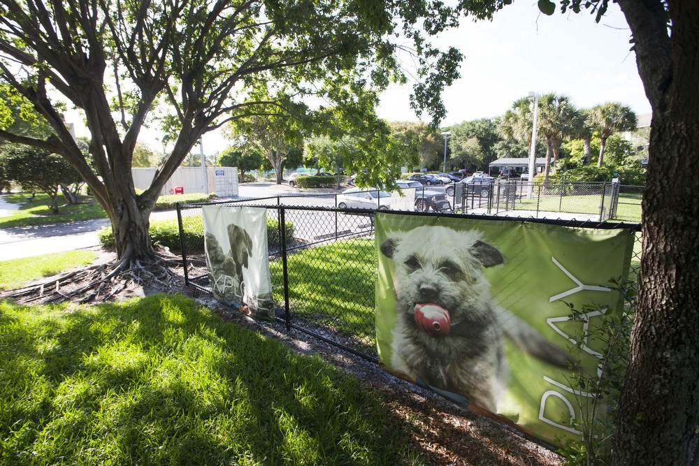 a picture of a dog on a banner in a park