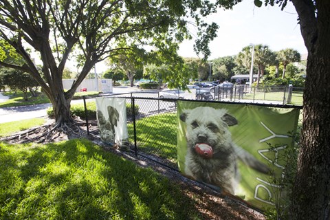 a picture of a dog on a banner in a park
