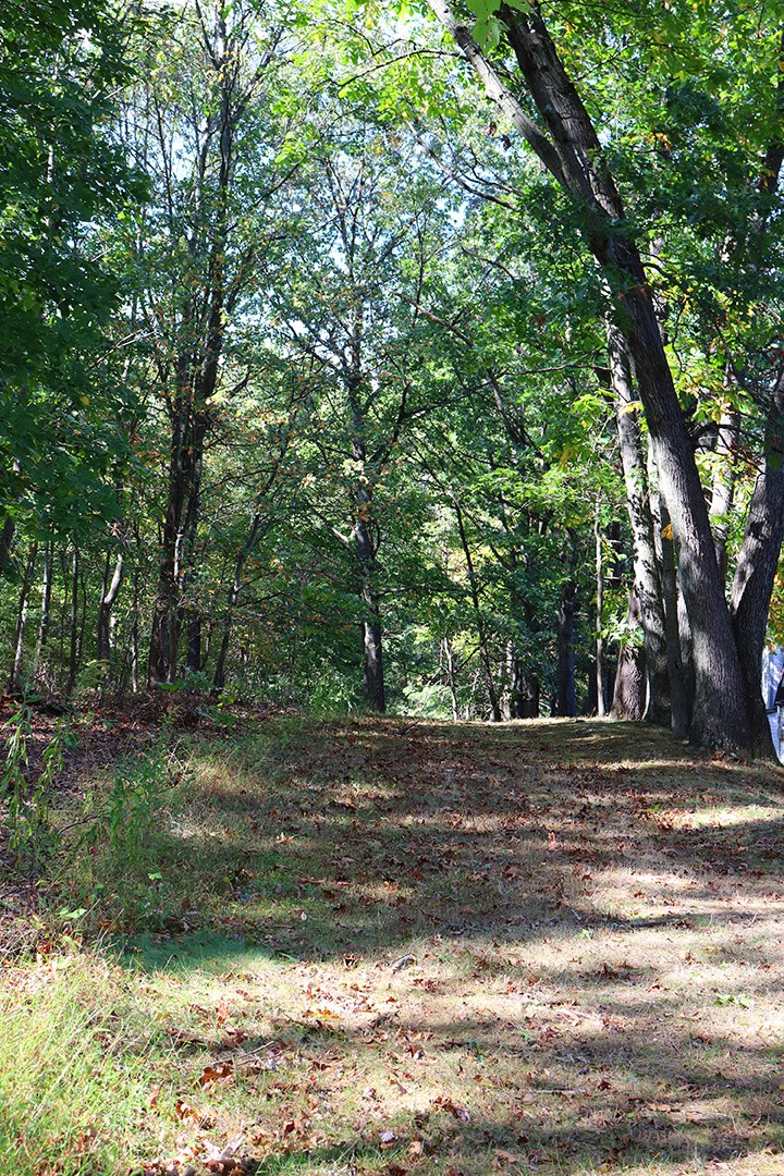 a dirt road in the woods with trees