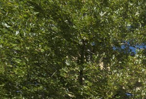 the front of a brick building with trees and a sidewalk