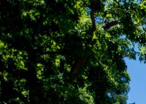 Waterford Place Apartments 240 Natomas Station Drive Folsom Ca