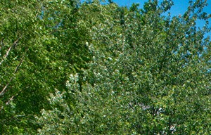 Riverwoods Apartments and Townhomes Playground