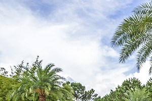 a backyard with a fire pit and a pergola with palm trees