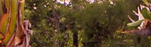 Video La Costa Apartments In Naples Fl