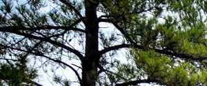 Residences At Bear Creek Apartments In Greenville Tx