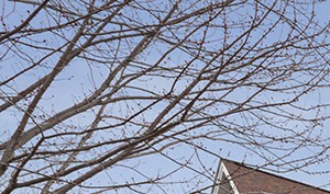 10505 8th Ave N 1 Bed Affordable, Senior Housing, Wait and Interest List Open for Rent - Photo Gallery
