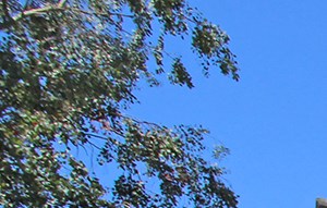 Apartments In Rancho Cordova Ca L Oakbrook