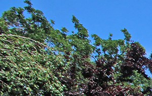 Apartments In Rancho Cordova Ca L Oakbrook
