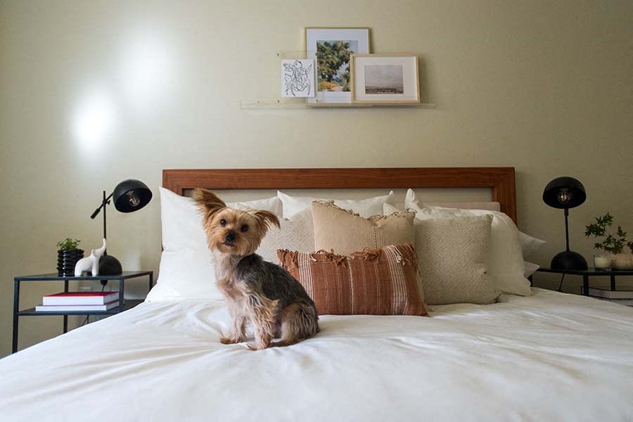 Pet-Friendly Apartments in Midtown Sacramento, CA - 1801L - Cozy Bedroom with Queen Bed, Yorkie Puppy, Wall Art, and Black Table Lamps