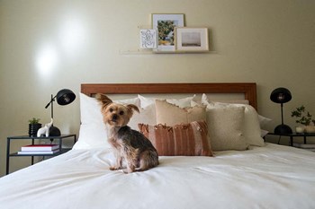 Cute dog on bed 1801 L Apartments - Photo Gallery 7