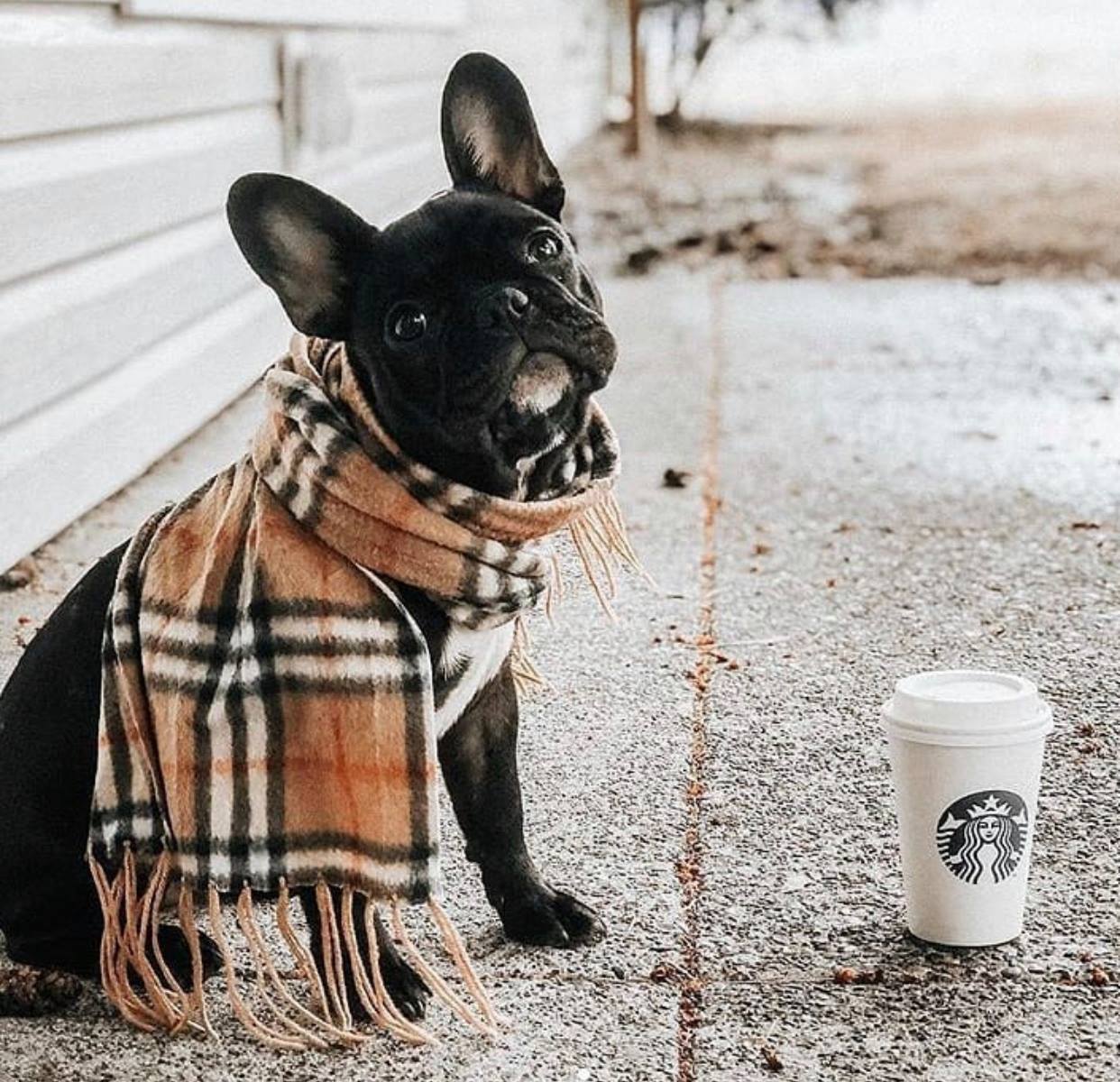 Hub Apartments | Folsom CA |pet friendly