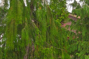 Bellingham Wa Apartments For Rent Rentcaf 233