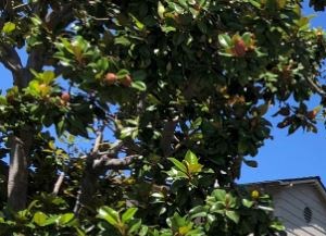 The Monterey Garden Apartments 150 West 3rd Avenue San Mateo Ca