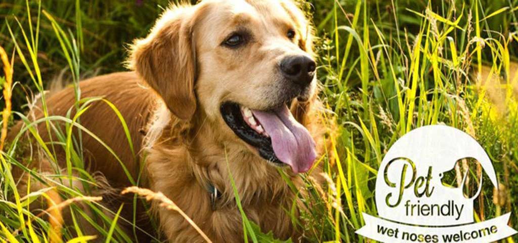 Dog l The Monterey Garden Apartments in San Mateo CA