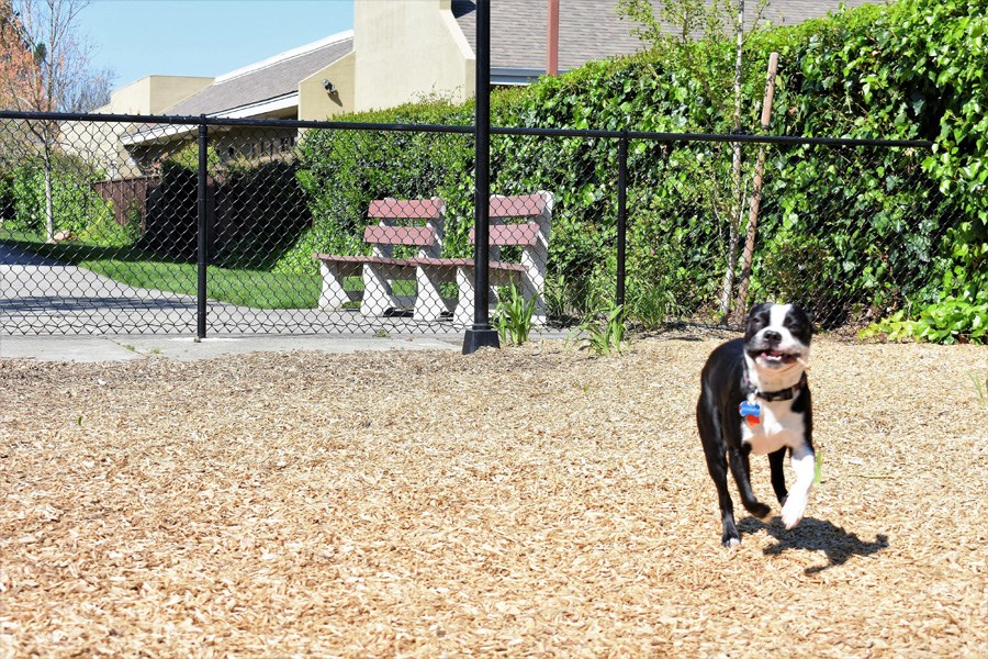 Dog Park at Parc Station Apartment Homes in Santa Rosa