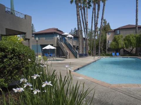 Poolside at Sharps & Flats in Davis, CA 95618