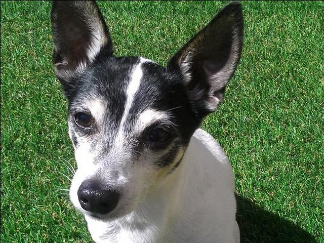 Pets | Sycamore Greens Apartment Homes