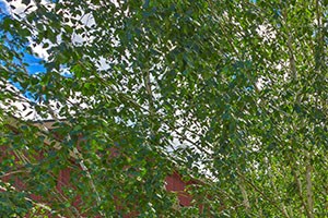 The Timbers by Vintage | Clubhouse patio Clubhouse Patio | The Timbers by Vintage in Arlington, WA 98223 - Photo Gallery 3