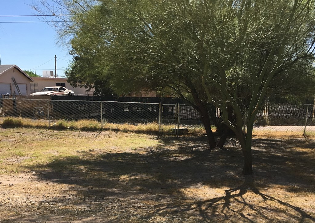 a tree in front of a chain link fence