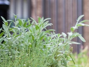 Photos of Terrena Northridge | Apartments in Northridge CA