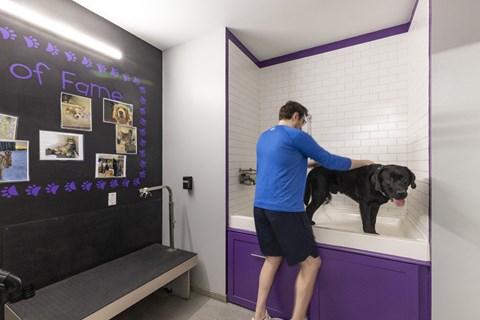 a man washing his dog in a bath tub in a purple and white bathroom