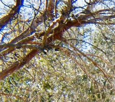 Montoro Apartments In Irving Tx